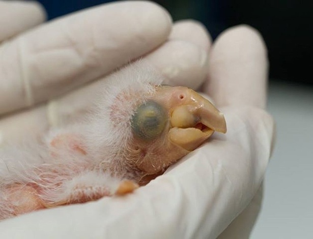 Filhote de arara-azul é o primeiro a nascer em cativeiro na América Latina