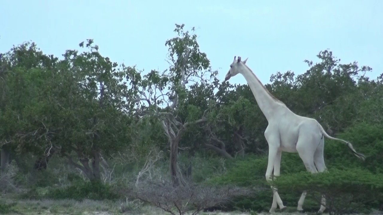 Duas girafas brancas e raríssimas foram filmadas em reserva no Quênia